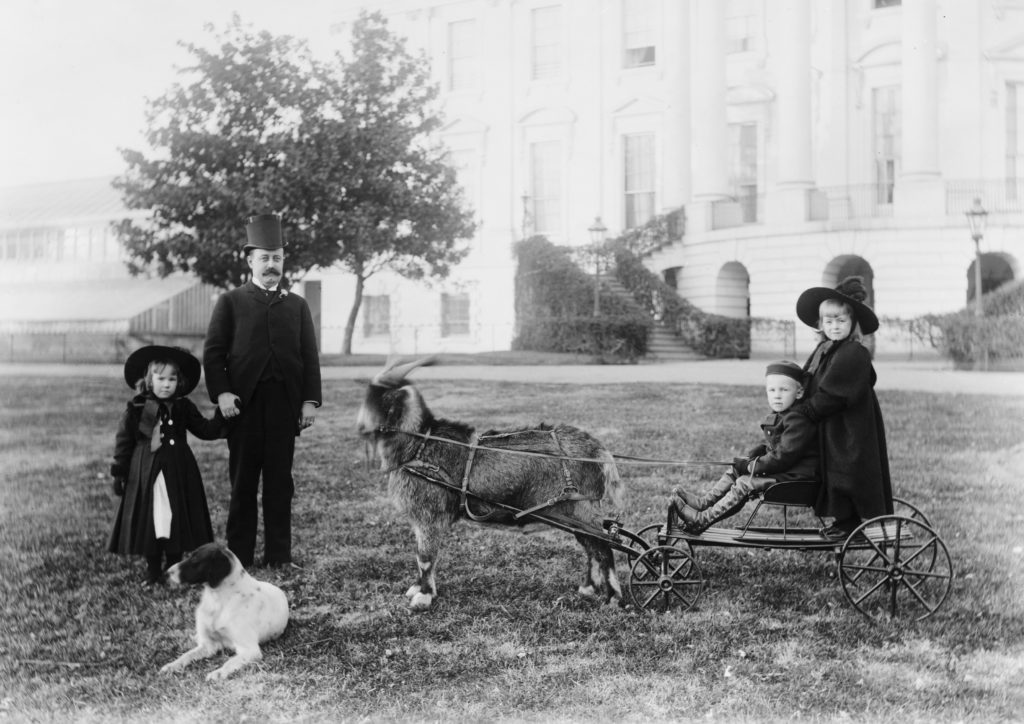 Photograph from 1888 of Old Whiskers, Benjamin Harrison's family goat, pulling Baby McKee in a wagon across the presidential lawn. Also featured are Benjamin Harrison's other children and his pet dog.